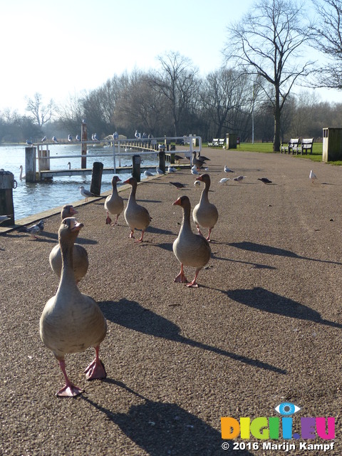 FZ025367 Geese